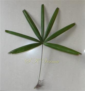  Leaf with 7 segments